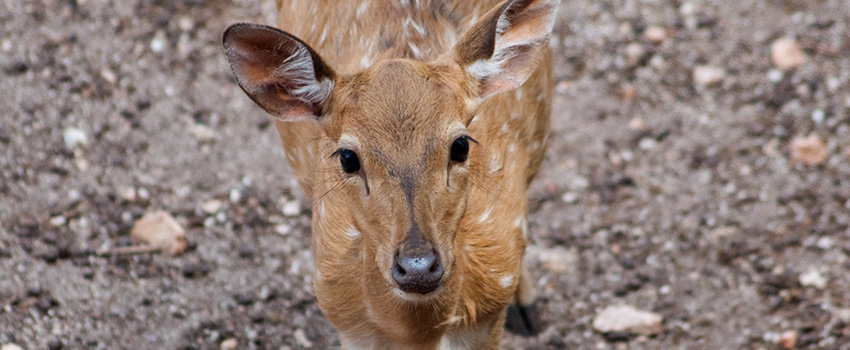 Dehiwala Zoo in Colombo