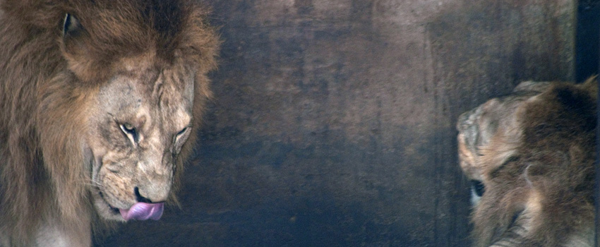 Dehiwala Zoo Colombo Sri Lanka